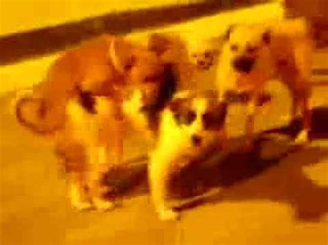 doggangbang|DOGS GANGBANG .